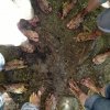 Cousin-en Treffen 2013 (Oli)